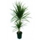  DRACAENA (MARGİNATA TEK SAKSIDA3 KÖK)